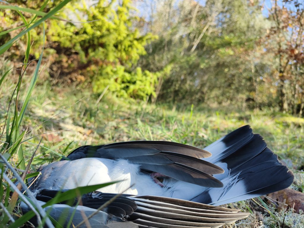 colombaccio preso nel bosco