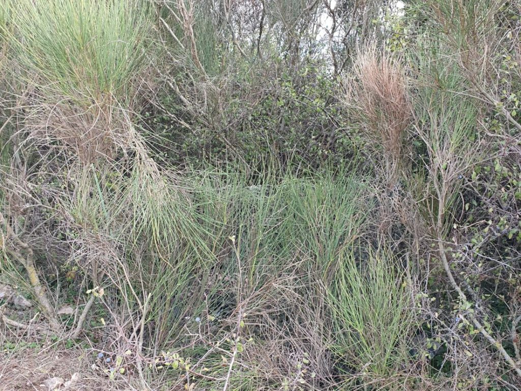 Appostamento per le cornacchie con pianta di ginestra