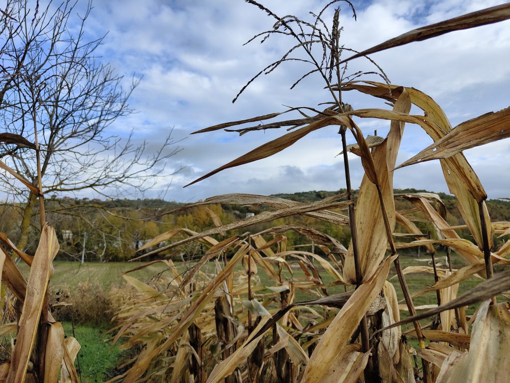 campo di mais raccolto dove cacciare le cornacchie